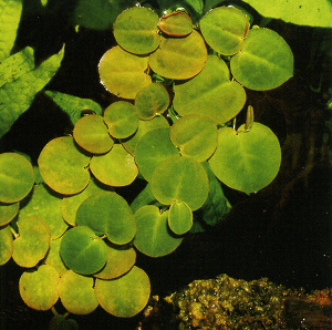 Phyllantus fluitans